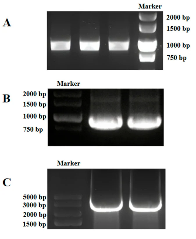 琼脂糖凝胶电泳验证重组菌株的PCR。(A) pUC57-Ty2-thanatin的PCR验证。(B) PiggyBac转座子的PCR验证。(C) pBluescript-piggyITR-thanatin的PCR验证。