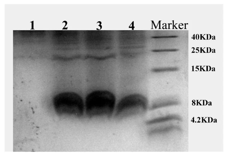 发酵上清液的Tris-tricine-SDS-PAGE分析。1-CENPK2;2-Ty2;3-PB;4-PB + Ty2。
