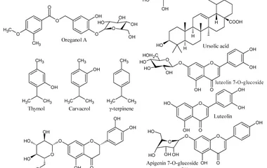 牛至合成氧化锌纳米颗粒抑制紫色杆菌群体感应及生物膜