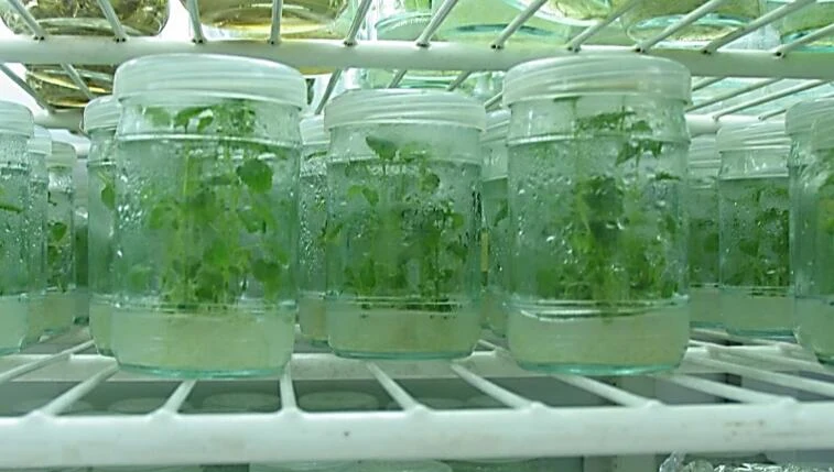生长室中的离体植物。