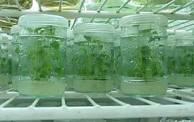 钙离子浓度调控柠檬香蜂草合成银纳米颗粒