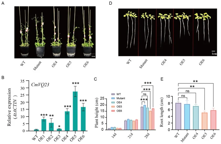 Overexpression of CmVQ23 inhibits Arabidopsis growth. ( A , D ) Representative whole-plant and root growth images of WT, mutant, OE4, OE5, and OE6 plants grown under normal conditions for 20 days and 7 days, respectively. Scale bar = 1 cm. ( B ) RT-qPCR analysis of CmVQ23 transcript level in overexp