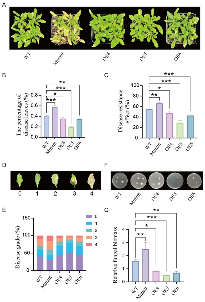 Ectopic overexpression of CmVQ23 in Arabidopsis enhances resistance to V. dahliae . ( A ) Phenotypic comparison of Arabidopsis plants inoculated with V. dahliae . ( B ) Disease resistance efficiency of Arabidopsis plants post-VD991 inoculation. ( C ) Disease resistance effect. ( D , E ) Image and pe