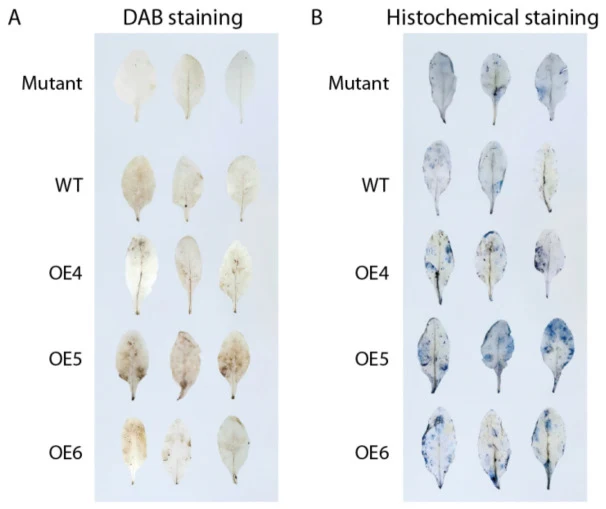 Accumulation of reactive oxygen species (ROS) in overexpression of CmVQ23 in Arabidopsis plants after inoculation with V.dahliae . ( A ) 3,3′-diaminobenzidine (DAB) staining of CmVQ23 -overexpression Arabidopsis leaves to detect the H 2 O 2 accumulation at 12 h post-inoculation (hpi) with V. dahliae