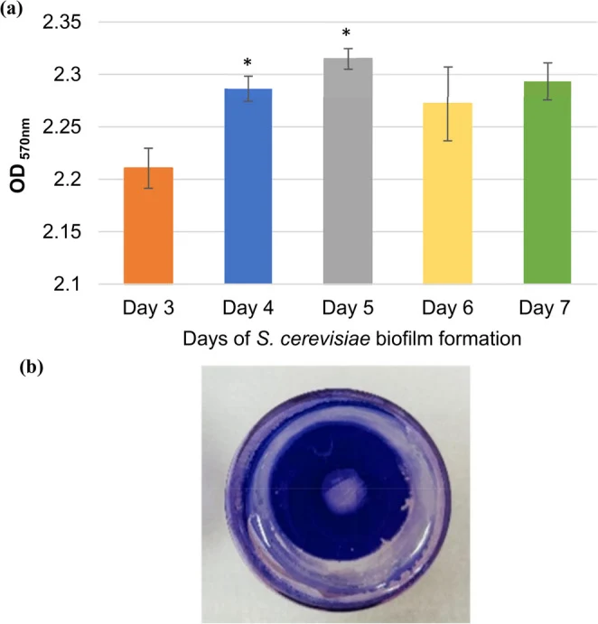 (a) 监测S. cerevisiae在7天内的生物膜形成。使用570 nm处光密度定量