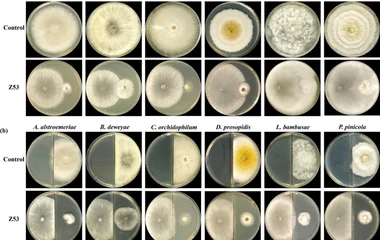 In vitro antagonistic effects of T. virilente Z53 on the growth of plant pathogenic fungi. a Direct confrontation and b 