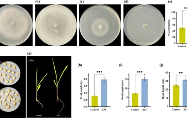 The promoting effects of T. virilente Z53 on maize plants growth. a Dissolving organic phosphorus. b Dissolving inorgani