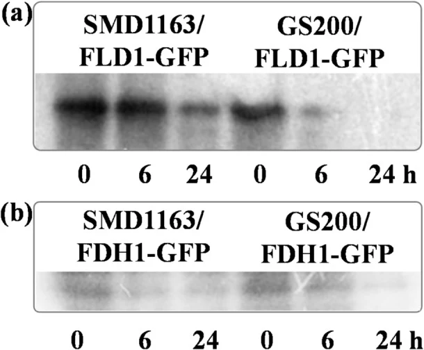 ( a ) Fld1 和 ( b ) Fdh1 在将细胞从甲醇转移到含葡萄糖培养基后 0、6、24 h 的降解情况,所用菌株为 K. phaffii GS200/FLD1-GFP、SMD1163/FLD1-GFP、GS200/FDH1-GFP 和 SMD1163/FDH1-GFP。使用 Anti-GFP 抗体进行 Western blot 分析。未裁剪的 Western blot 及对应膜分别见 Fig. S1 和 Fig. S2。