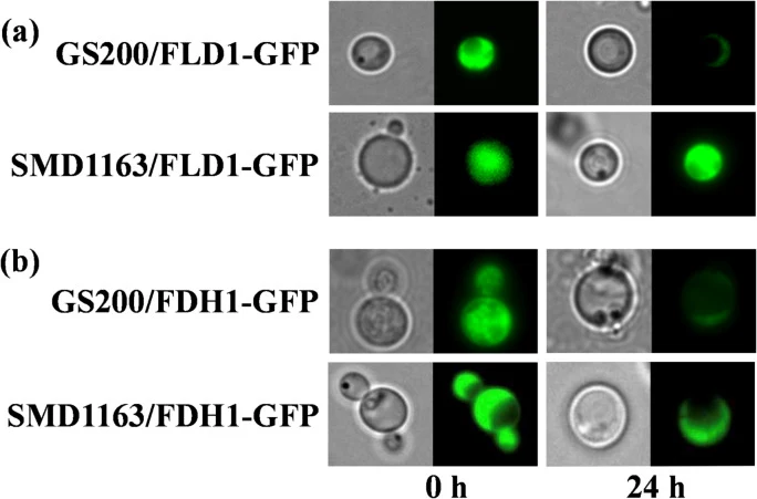 Fluorescence images of the GS200/FLD1-GFP, SMD1163/FLD1-GFP ( a ), GS200/FDH1-GFP and SMD1163/FDH1-GFP ( b ) strains, which were grown on methanol medium and then transferred to glucose medium for 24 h to stimulate the degradation of Fld1 and Fdh1 in K. phaffii .