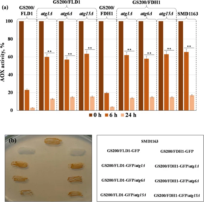( a ) Specific activity of AOX on 0, 6, 24 h after the transfer of cells from methanol to glucose-containing medium in strains GS200/FLD1-GFP, GS200/FLD1-GFP/ atg1Δ , GS200/FLD1-GFP/ atg6Δ , GS200/FLD1-GFP/ atg15Δ ; GS200/FDH1-GFP, GS200/FDH1-GFP/ atg1Δ ; GS200/FDH1-GFP/ atg6Δ , GS200/FDH1-GFP/ atg1