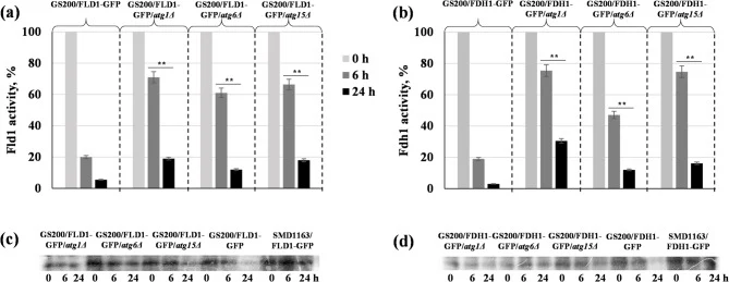 ( a ) Specific activity of Fld1 on 0, 6, 24 h after the transfer of cells from methanol to glucose-containing medium in strains GS200/FLD1-GFP, GS200/FLD1-GFP/ atg1Δ , GS200/FLD1-GFP/ atg6Δ , GS200/FLD1-GFP/ atg15Δ . Data are presented as mean ± SD ( n = 3 biological replicates). Differences relativ