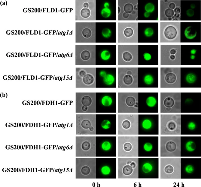 (a) GS200/FLD1-GFP、GS200/FLD1-GFP/atg1Δ、GS200/FLD1-GFP/atg6Δ、GS200/FLD1-GFP/atg15Δ 和 (b) GS200/FDH1-GFP、GS200/FDH1-GFP/atg1Δ、GS200/FDH1-GFP/atg6Δ、GS200/FDH1-GFP/atg15Δ 菌株的荧光图像,这些菌株先在甲醇培养基中生长,然后转移至葡萄糖培养基以刺激K. phaffii中Fld1和Fdh1的降解。