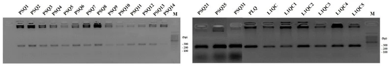 Detection of PHA-producing isolates by PCR amplification of the PHA synthase gene ( PhaC with approximately 280 bp in size). Lanes M, 100-bp DNA ladder.