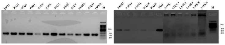 通过PCR扩增PHA合酶基因(PhaE,约230 bp)检测产PHA菌株。泳道M为100-bp DNA ladder。