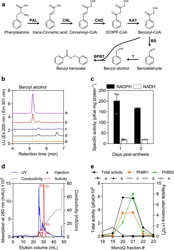 a β-Oxidative pathway for benzaldehyde and benzyl alcohol biosynthesis in petunia flowers. 3O3PP-CoA 3-oxo-3-phenylpropanoyl-CoA, BPBT benzoyl-CoA:benzyl alcohol/2-phenylethanol benzoyltransferase, BS benzaldehyde synthase, CHD cinnamoyl-CoA hydratase/dehydrogenase, CNL cinnamate-CoA ligase, KAT 3-k