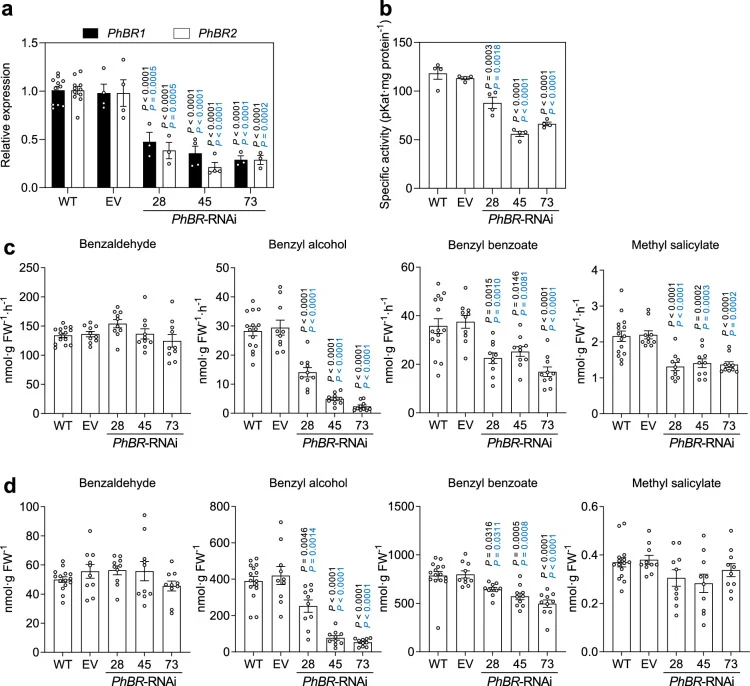 a PhBR1 and PhBR2 transcript levels at 21:00 h in day 2 post-anthesis petunia flowers from wild type (WT), empty vector control (EV), and three transgenic RNAi lines (28, 45, and 73). Data are presented relative to WT set as 1 and are means ± SEM ( n = 11, 4, 3, 4, and 3 biological replicates for WT