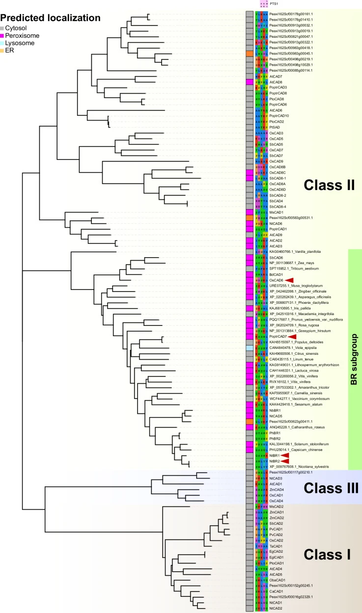 The phylogeny was inferred by the Maximum Likelihood method and Whelan-Goldman WAG model of amino acid substitutions and the tree with the highest log likelihood is shown. The tree is drawn to scale, with branch lengths measured in the number of substitutions per site. The analysis involved 106 amin