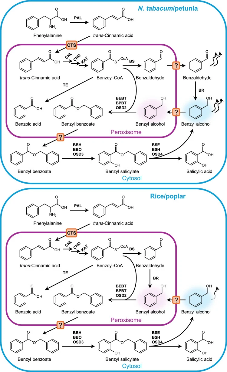 Enzymes responsible for each biochemical reaction are shown in bold. Transporters involved in metabolite trafficking between peroxisomes (purple) and cytosol (blue) are shown as orange boxes with question marks for hypothetical transporters. High production of benzaldehyde and benzyl alcohol in N. t