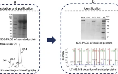 The processes of isolation and identification of starch saccharification-related enzymes from secreted proteins of A. ni
