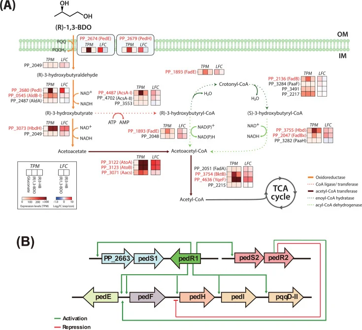 ( A ) Proposed catabolic pathways and transcriptome analysis for 1,3-BDO degradation in P. putida KT2440. Pathways were constructed based on transcript per million (TPM) and log fold change (LFC) values. Conversion of (R)−3-HB proceeds predominantly via acetoacetate, while an alternative route is pr