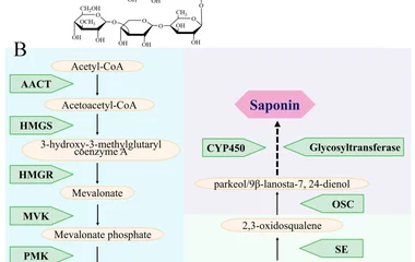 Molecular Pathway and Regulatory Mechanism of the Saponin Biosynthesis in Sea Cu