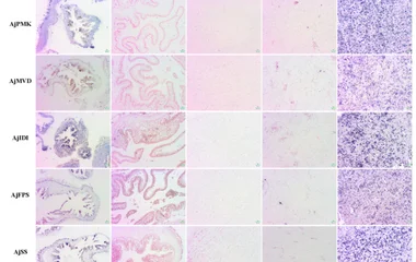 Molecular Pathway and Regulatory Mechanism of the Saponin Biosynthesis in Sea Cu