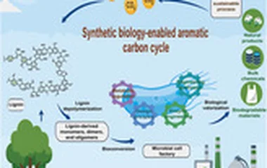 Reimagining Lignin Valorization: Synthetic Biology-Enabled Sustainable Aromatic 