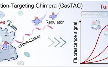 调控靶向嵌合体实现CRISPR/Cas12a选择性可调控制