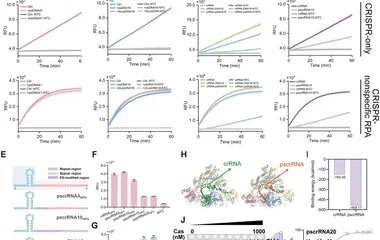 Selective regulation of LbCas12a activity in multi-enzyme system. Real-time fluorescence curves showing the regulation o