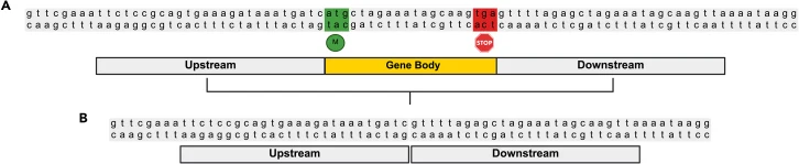 HDR donor design for gene/sequence deletion (A) Schematic showing endogenous locus targeted for deletion (coding sequenc