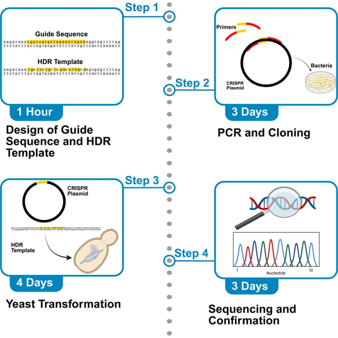 Protocol for CRISPR genome editing in S. cerevisiae using PC