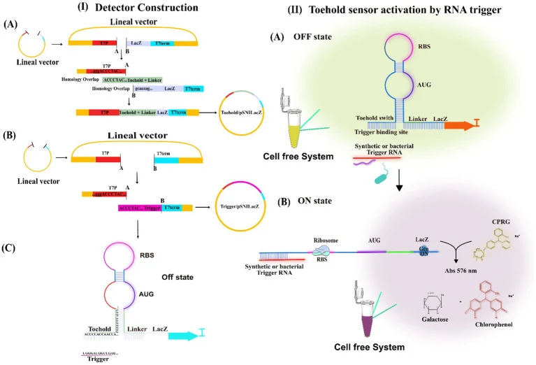Biosensor construction and activation. (I) Construction. ( A,B ) Synthetic toehold and trigger were assembled into the pSNI_plasmid_sensor_LacZ using Gibson assembly. Both were placed under the control of the pT7 promoter and pT7 terminator. The toehold switch was positioned downstream of the lacZ g