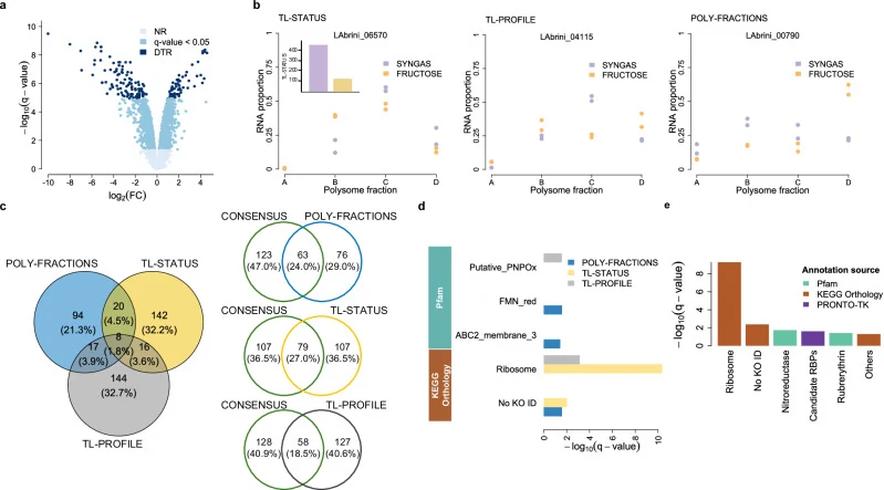 a Volcano plot showing genes determined as differentially transcribed (DTR; #176) as a subset of 1784 genes with statistically different expression ( q -value < 0.05) between syngas and fructose chemostats (DTRs are top 5% ranked according to q -value). NR not differentially regulated, FC fold-ch
