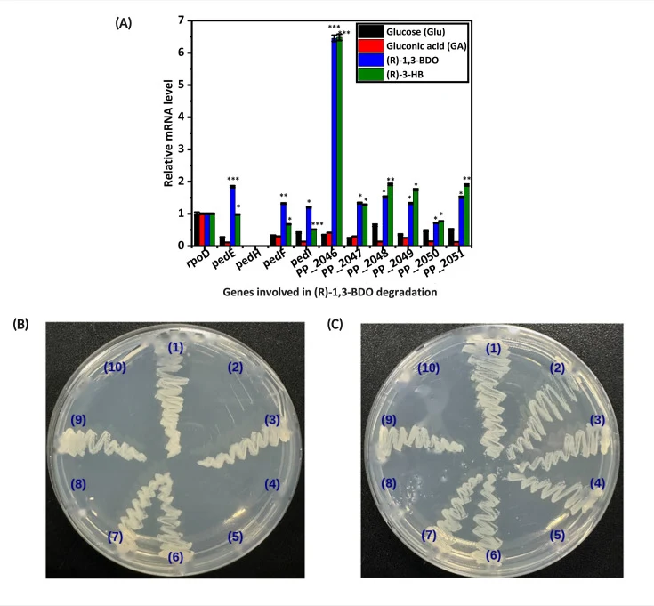 参与(R)−1,3-BDO降解的基因实验验证。( A ) 候选基因在不同碳源下的mRNA表达分析：Glu，葡萄糖；GA，葡萄糖酸；(R)−1,3-BDO，[(R)−1,3-丁二醇]；(R)−3-HB，[(R)−3-羟基丁酸]。误差线代表三个生物学重复的标准差。( B 和 C ) 缺失突变株分别在(R)−1,3-BDO和(R)−3-HB上的生长表型。菌株编号：(1) WT，(2) Δ pedE，(3) Δ pedI，(4) Δ pedE-I，(5) Δ PP_2046，(6) Δ PP_2047 ( fadBx )，(7) Δ PP_2048，(8) Δ PP_2049，(9) Δ PP_2051，(10) Δ PP_2047-51。