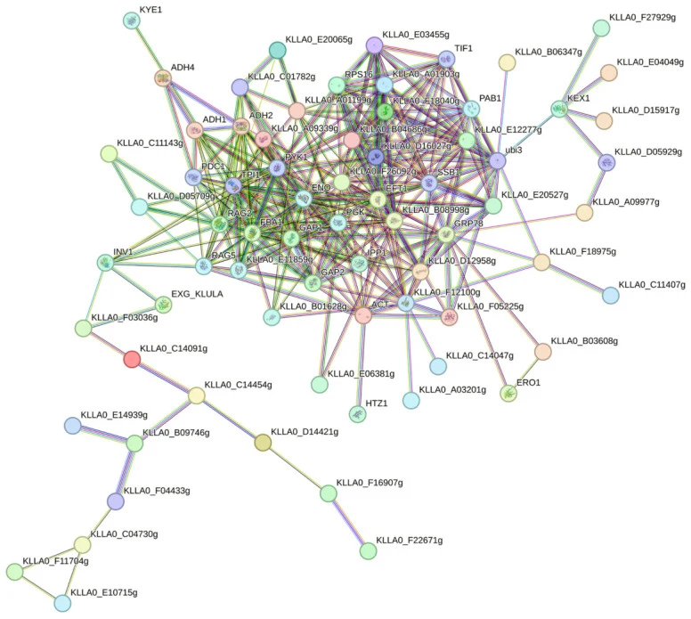 Protein–protein interaction (PPI) network of proteins identified in K. marxianus EVs using STRING software. The network shows functional protein associations assigned with a medium-confidence threshold (0.400). ACT: actin; ADH1: alcohol dehydrogenase 1; ADH2: alcohol dehydrogenase 2; ADH4: alcohol d
