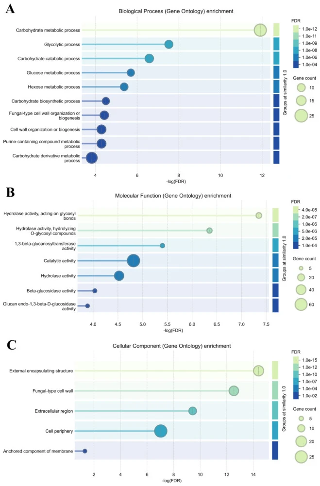 富集的生物学过程(BP)(A)、分子功能(MF)(B)和细胞组分(CC)(C)基因本体论术语,与K. marxianus EVs中鉴定的蛋白质相关。图中显示基于错误发现率(FDR)(颜色刻度)和相关基因数量(气泡大小)的最显著富集BP、MF和CC术语。