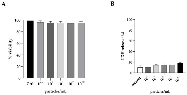 Cytotoxicity effect of K. marxianus EVs at concentration values of 10 6 , 10 7 , 10 8 ,10 9 , and 10 10 particles/mL on A-431 cells as measured with the MTT assay ( A ). Percentage of LDH release of A-431 cells treated with K. marxianus EVs at concentration values of 10 6 , 10 7 , 10 8 ,10 9 , and 1