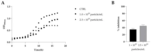 Growth curve of C. albicans C19 in the presence of K. marxianus EVs at a concentration of 1.3 × 10 10 and 6 × 10 9 particles/mL ( A ). Effect of K. marxianus EVs at a concentration of 1.3 × 10 10 and 6.0 × 10 9 particles/mL on C. albicans C19 biofilm formation ( B ).