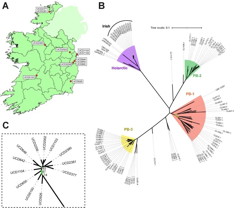 Isolation of S. eubayanus isolates from Ireland. (A) Map of Ireland marked with origin location of all Irish strains. (B) Right: SNP phylogeny of 12 Irish isolates, 85 other S. eubayanus strains, and the S. eubayanus component genomes of two S. pastorianus strains. The Holarctic clade and sub-clades