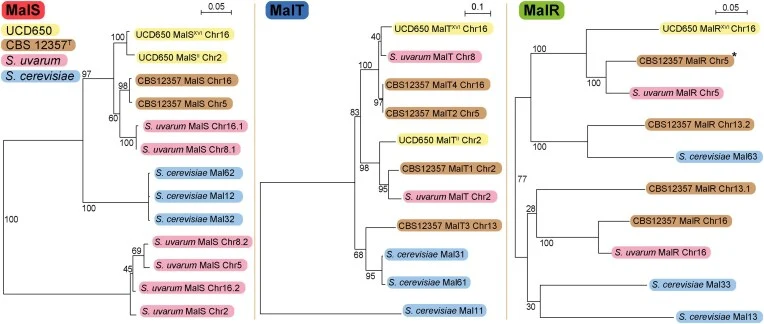 Phylogenetic comparison of Mal proteins. Protein trees of MalS ( left ), MalT ( centre ), and MalR ( right ) including all available sequences from UCD650, CBS 12357 T , S. uvarum and the MAL1, MAL3 and MAL6 loci from S. cerevisiae . For CBS 12357, sequences were taken from the most up-to-date long