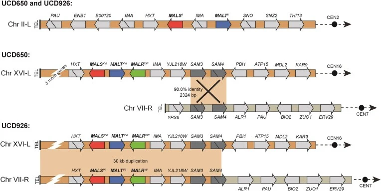 In wild S. eubayanus UCD926, the MAL locus of chromosome XVI is duplicated and replaces the right terminus of chromosome VII. Gene organization in subtelomeric regions at the left (L) or right (R) ends of chromosomes II, XVI, and VII is compared between the wild-type S. eubayanus isolates UCD926 and