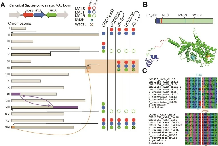 Evolved isolates acquired changes in MALR sequence and MAL locus copy number. (A) Left : Schematic of S. eubayanus chromosomes. Pointer arms extending from right of figure designate regions containing MAL genes at subtelomeric regions. The orange boxes and arrow show the duplication of a 30 kb regio