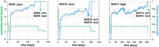 Directed evolution in continuous culture of E. coli strains defective in EMP glycolysis selected for growth on D-xylose as sole carbon source. Two independent cultures of strain Δeno (NGR9 and NGR10) and of strain Δpgk (NGR13 and NGR14) were submitted to a medium swap regime in GM3 devices. Shown ar