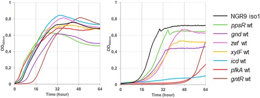 Growth of NGR9 iso1 strain and derivatives harboring the wild type version of one of the indicated genes. Growth curves were obtained on minimal medium with 10 mM D-xylose and 10 mM succinate (left panel) or on 10 mM D-xylose as a sole carbon source (right panel). Growth experiments were performed i
