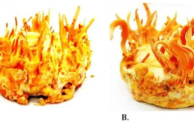 蛹虫草生物量与虫草素生产研究：多维度调控策略与产业化前景