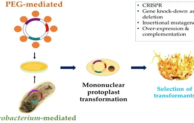 Schematic overview of genetic engineering approaches commonly used in C. militaris .