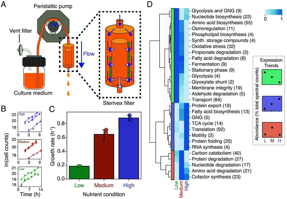 Three distinct proteomic profiles emerge under low, medium, and high nutrient conditions. ( A ) Schematic of the MCCD, designed to maintain a constant nutrient environment through continuous flow. A peristaltic pump delivers fresh culture medium into a Sterivex filter chamber containing bacterial ce