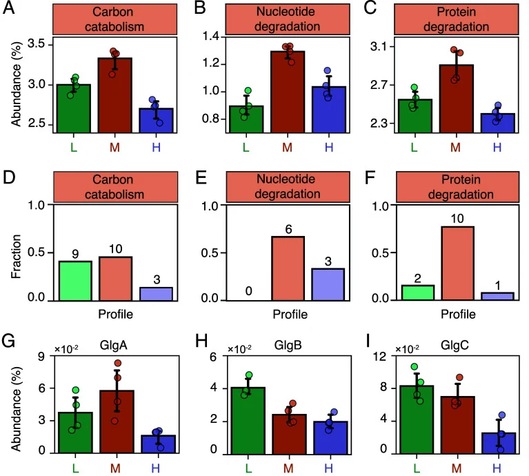 Protein expression suggests that carbon limits growth in the Medium condition but not in the Low condition. ( A – C ) Summed abundances of proteins assigned to ( A ) carbon catabolism (40 proteins), ( B ) nucleotide degradation (17 proteins), and ( C ) protein degradation (27 proteins). These functi