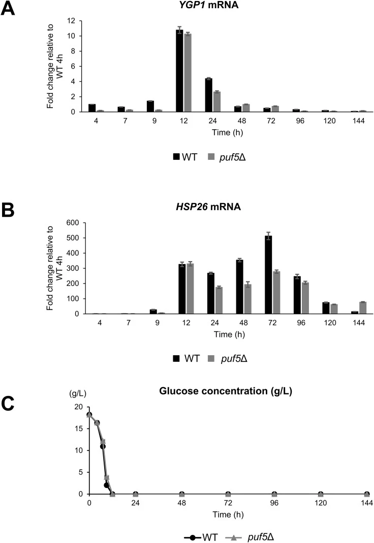 (A, B) The fold change of YGP1 (A) and HSP26 mRNA levels (B) in the wild-type and puf5 Δ mutant along a time course relative to the wild-type 4 hours value. The expression pattern was confirmed using two biological replicates, each having three technical replicates. The data show the average Rq valu
