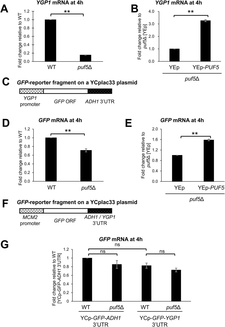 (A) The fold change of YGP1 mRNA level in the puf5 Δ mutant relative to that in wild-type strain. The expression pattern was confirmed using three biological replicates, each having three technical replicates. The data show the average Rq values ± SEM (n = 3 technical replicates from one representat